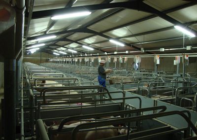 Weaner and Farrowing Houses at Willem De Chavonnes Vrugt (12)