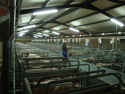 Weaner and Farrowing Houses at Willem De Chavonnes Vrugt