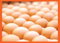 Alternative Egg Production