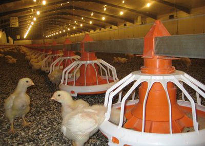 NWK Broiler Breeder Farm (2)