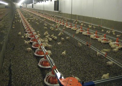 NWK Broiler Breeder Farm (4)