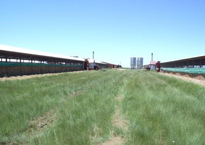 Saxo – Natural Ventilated Poultry House (3)