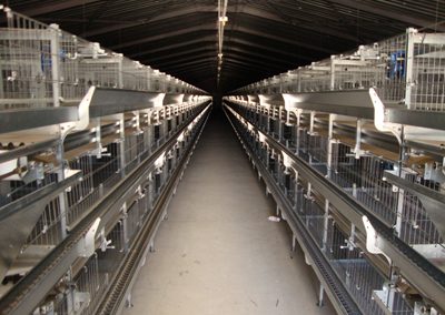 Willow Valley Rearing Cages (4)