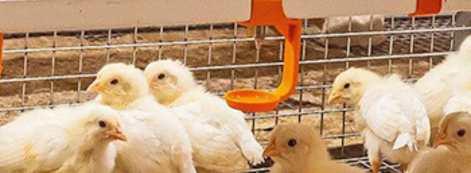 Pullet Rearing Development Egg Production – Wonway Construction