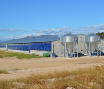 650-Sow-unit-at-Zandam-4