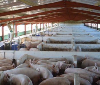 Electronic-Sow-Feeding-at-Hazely-1