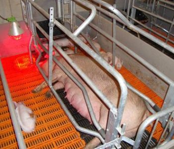 Farrowing-Upgrades-at-Kanhym-2-400×284