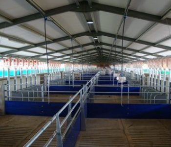 Small-Group-Sow-Housing-–-Creditrace-2-400×284