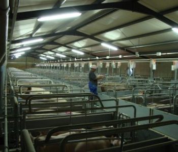 Weaner-and-Farrowing-Houses-at-Willem-De-Chavonnes-Vrugt-6-400×284