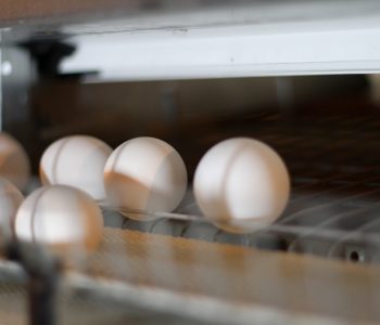 egg saver 5